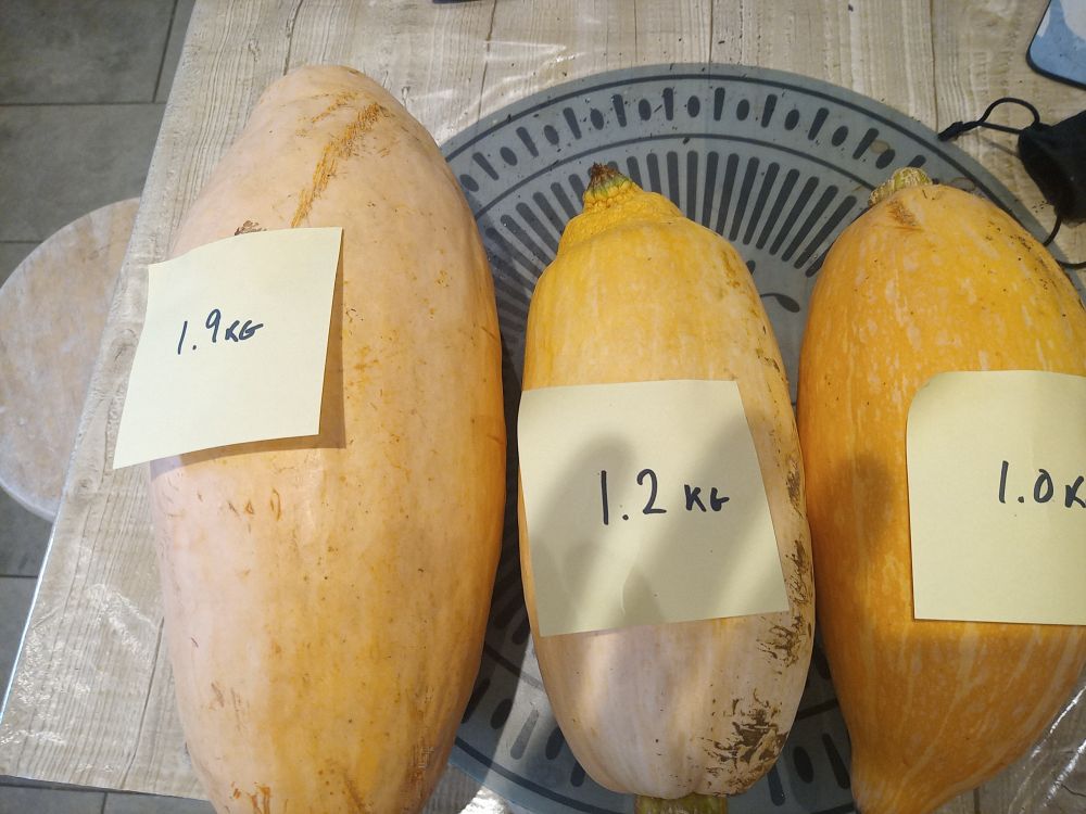 3 pink banana squash. Weighing 1.9, 1.2 and 1.0 kilos. Cured and ready for storage for winter soups.
