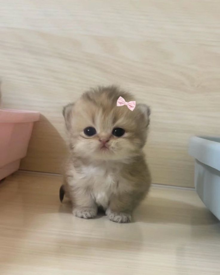 tiny fluffy kitten with light brown and white fur sits on a wooden floor. it has large, round black eyes and a small pink bow edited on its head