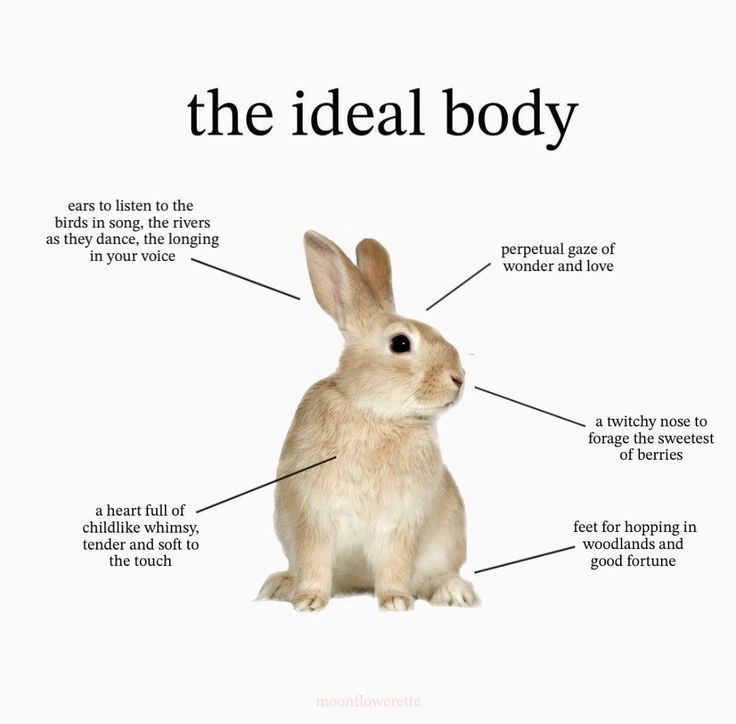 a light brown rabbit is labeled as "the ideal body." surrounding text points to different features: "ears to listen to the birds in song, the rivers as they dance, the longing in your voice," "(eyes) perpetual gaze of wonder and love," "a twitchy nose to forage the sweetest of berries," "feet for hopping in woodlands and good fortune," and "a heart full of childlike whimsy, (fur) tender and soft to the touch."