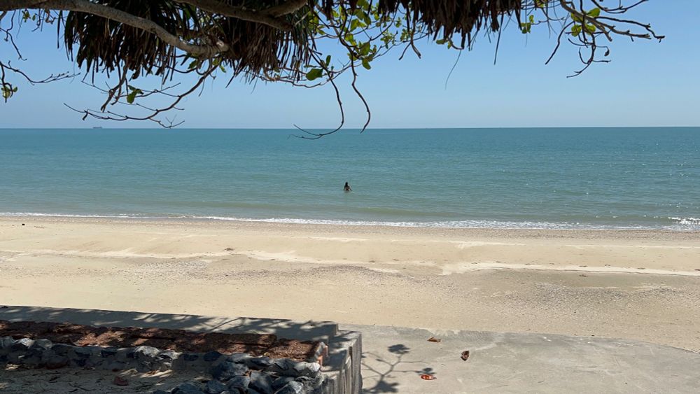 A deserted beach with a lone swimmer in the water. In the foreground is a tree providing the only shade on the beach. 