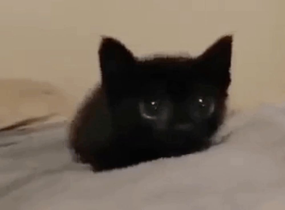 a small black kitten is laying on a bed looking at the camera .