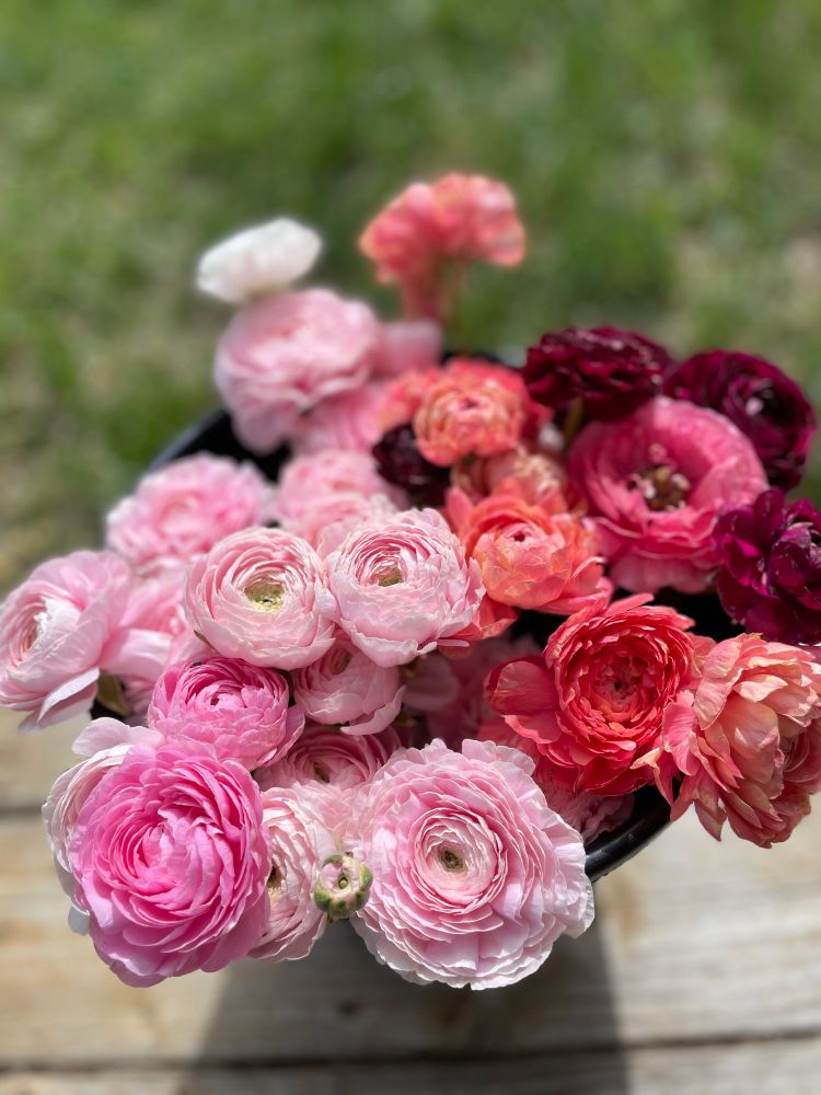 View of bucket of ranunculus flowers in pink, peach and burgundy