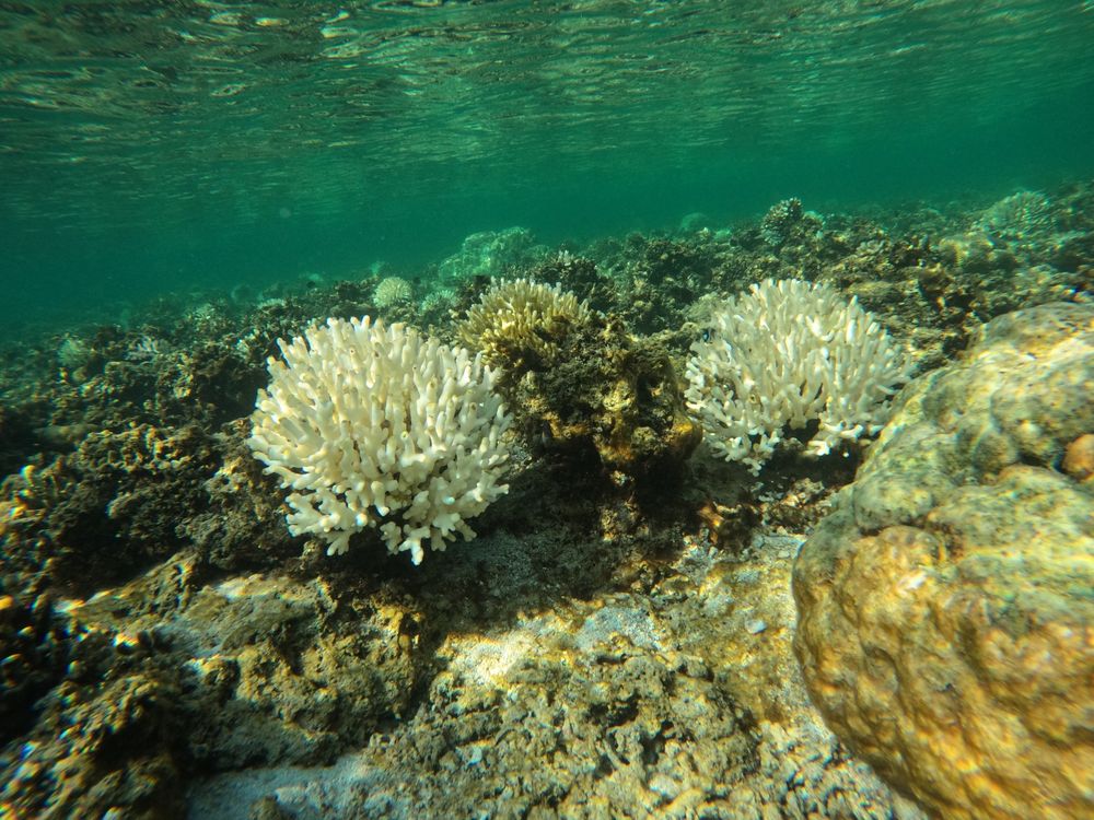A few bright white coral colonies in the reef flat that are undergoing bleaching in August 2024.