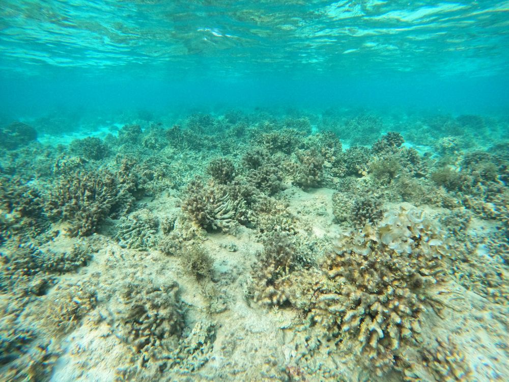 The same reef flat after the bleaching event. Photo taken December 2024. All colonies are grey and dead.