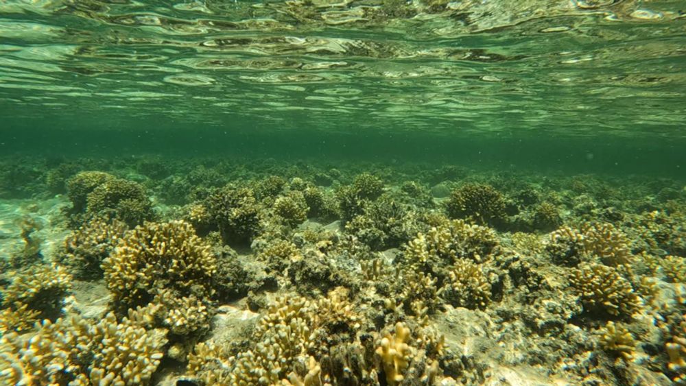 A shallow reef flat in August 2023 covered with branching corals. About half of them are live and yellow, while the rest are dead from natural mortality over the years.