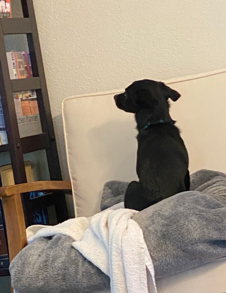 Tiny dog sitting on a chair with her back to me looking like she’s about to say “you’re not my real mom!”
