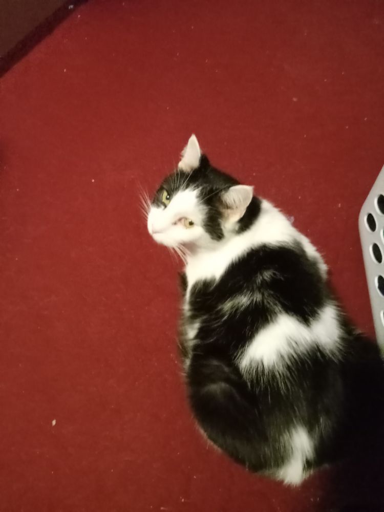 A black and white cat on a red carpet, looking over his shoulder at the viewer