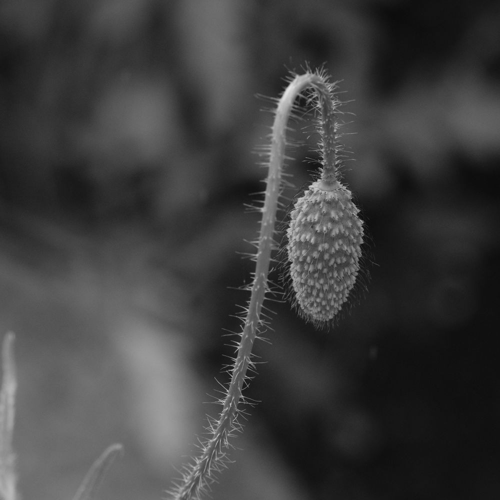 Poppy bud