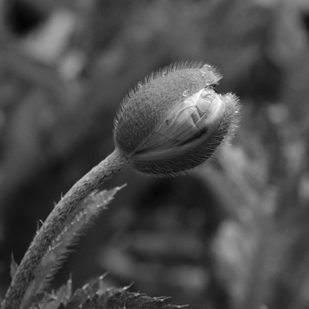 Poppy bud opening