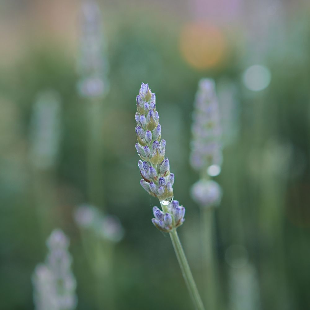 Lavender buds with some raindrops
