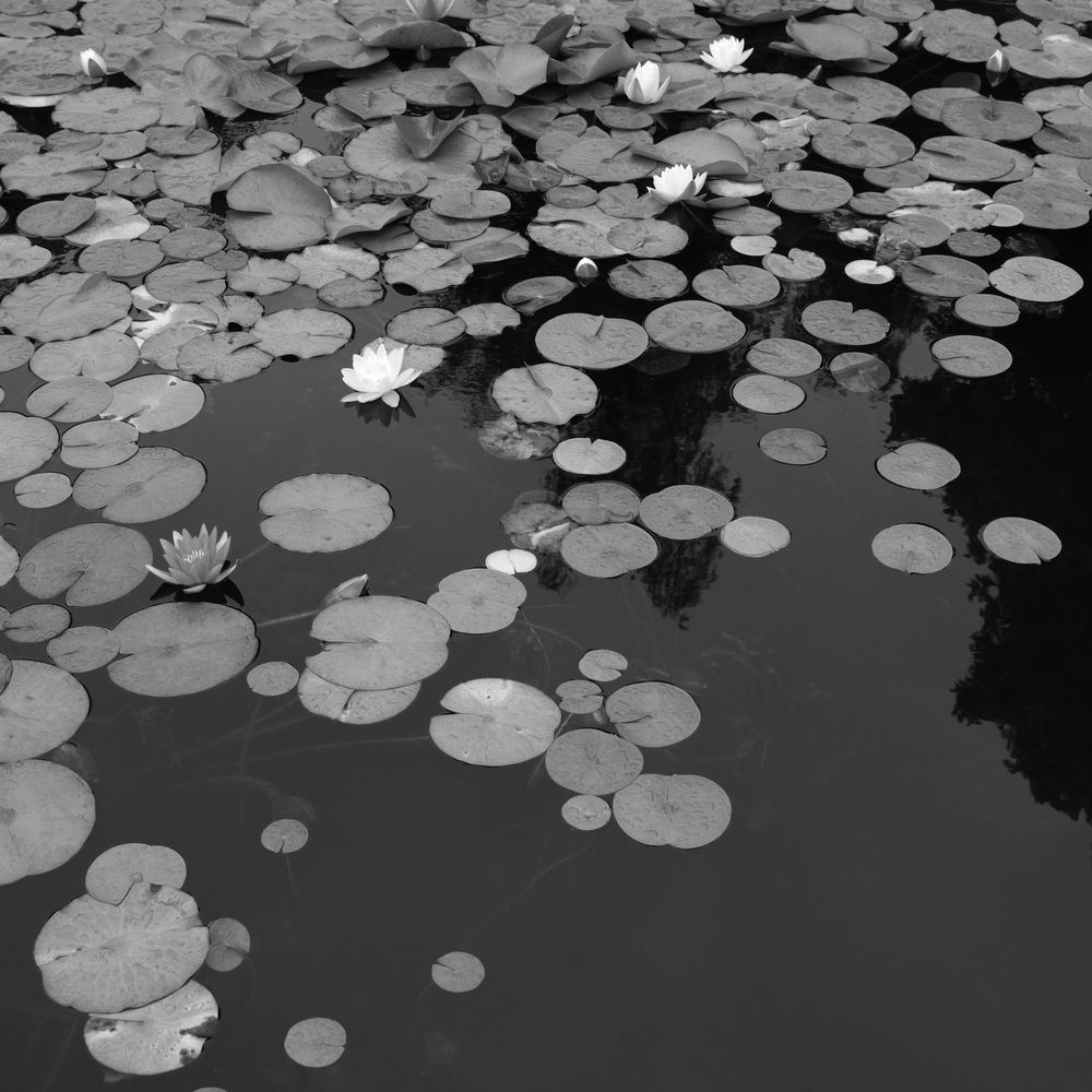 Lillies in the pond