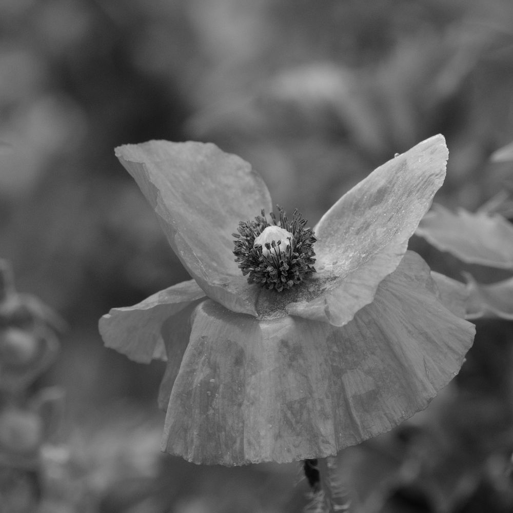 Poppy flower going over