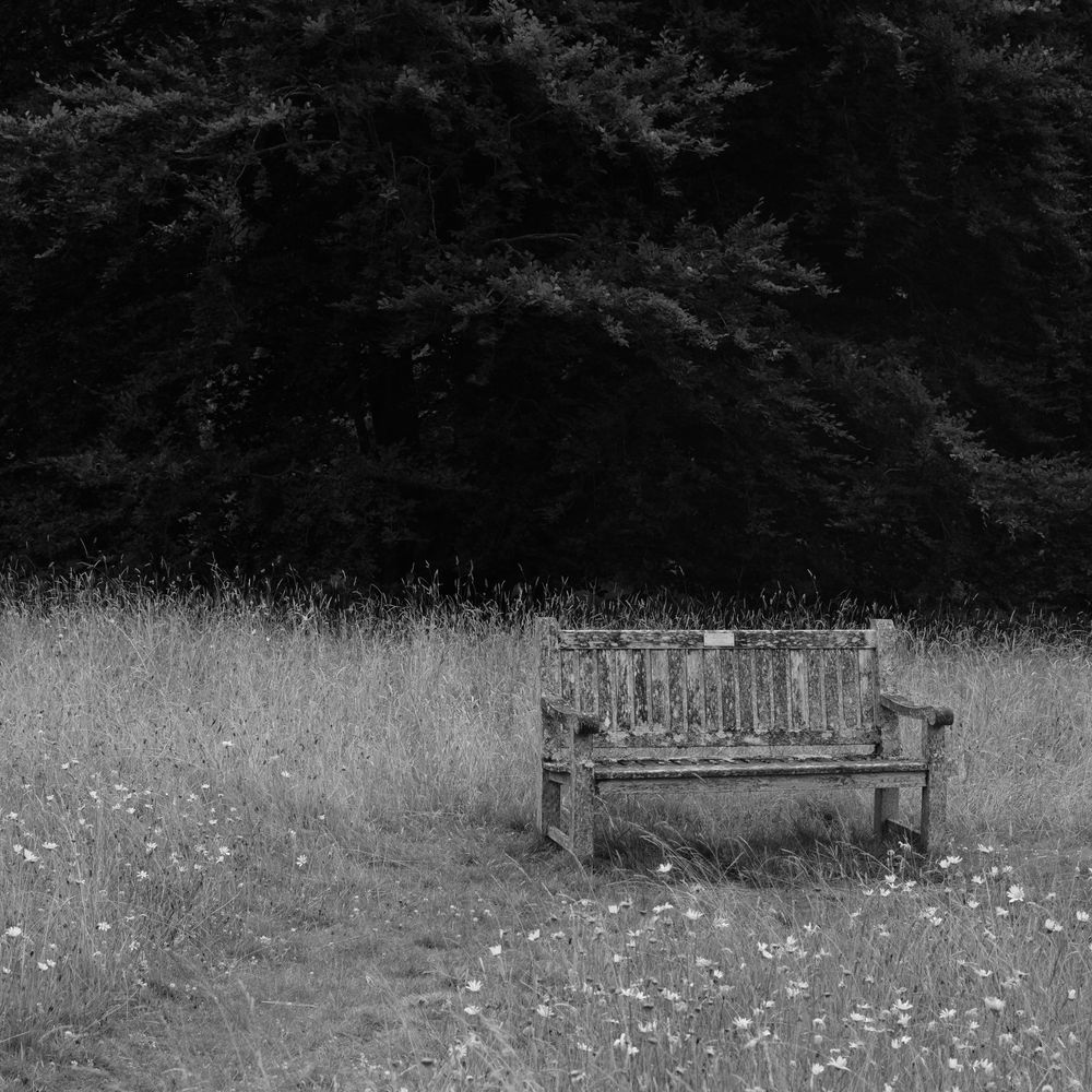 A bench amongst flowers