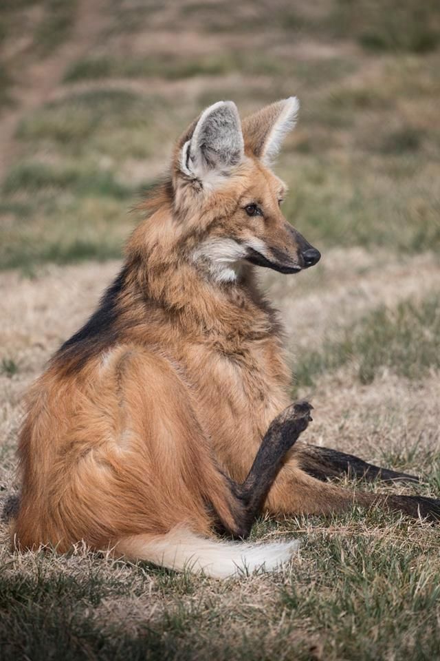 A maned wolf sitting, with a leg sticking out.