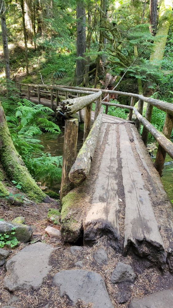 Log bridge over the creek running adjacent to the Mckenzie River, possibly Smith Creek? It is showing signs of age, with the edges of the logs being quite rotted. 