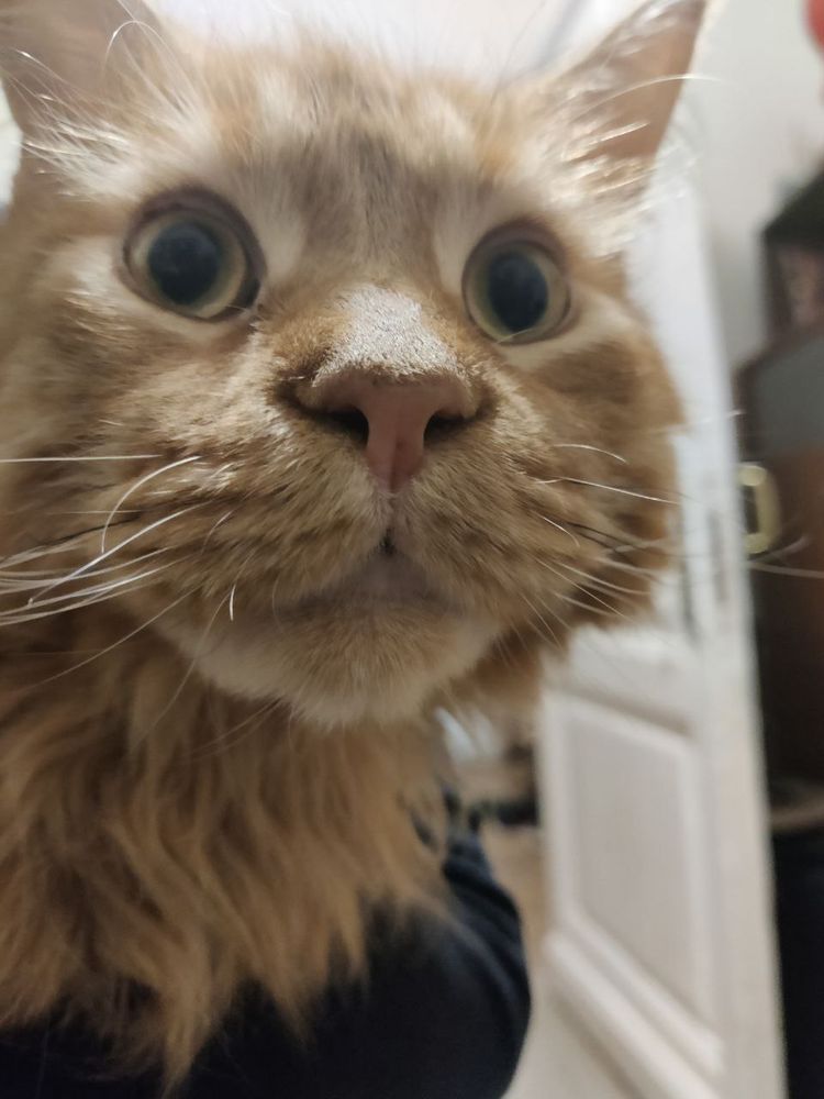 A photo of a ginger Maine Coon cat mugging the camera