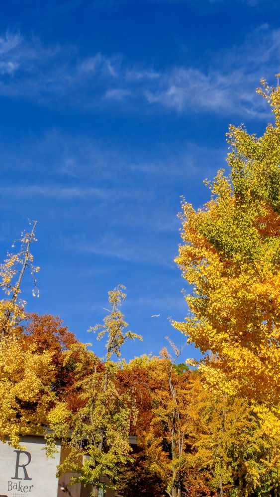 イチョウ並木の合間から見える伊丹空港に向かうJ-AIRの小型機