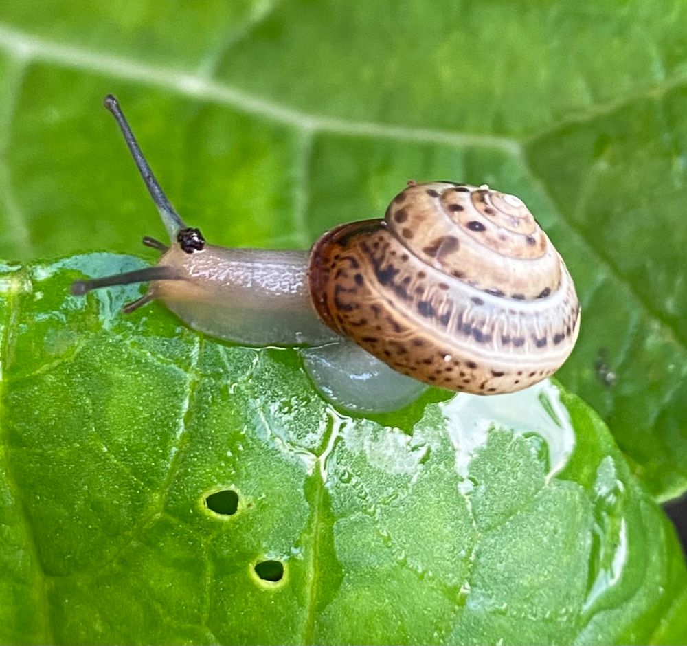 Hübsche Schnecke auf grünem Blatt