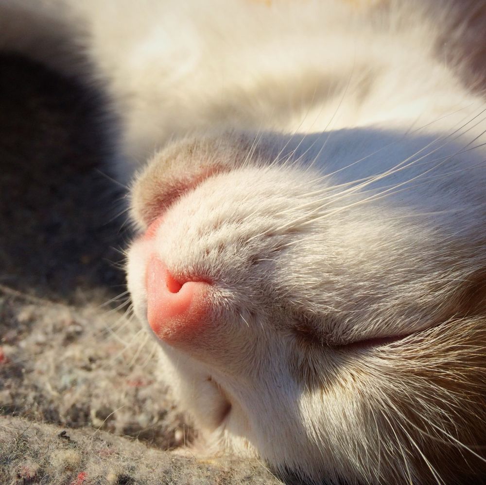 Jcksn, who died in 20