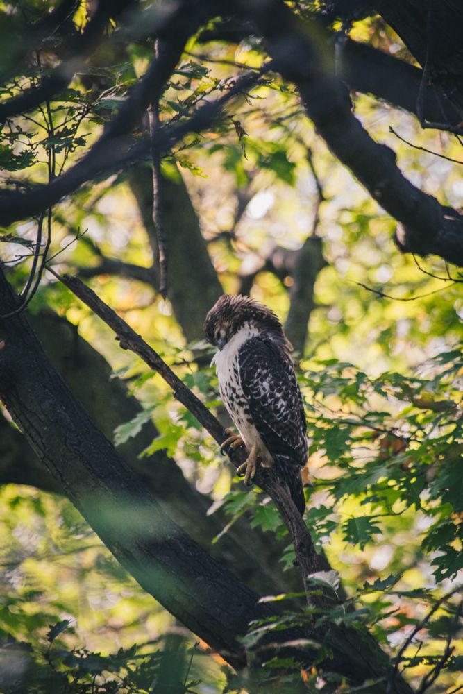 An hawk preening his chest.