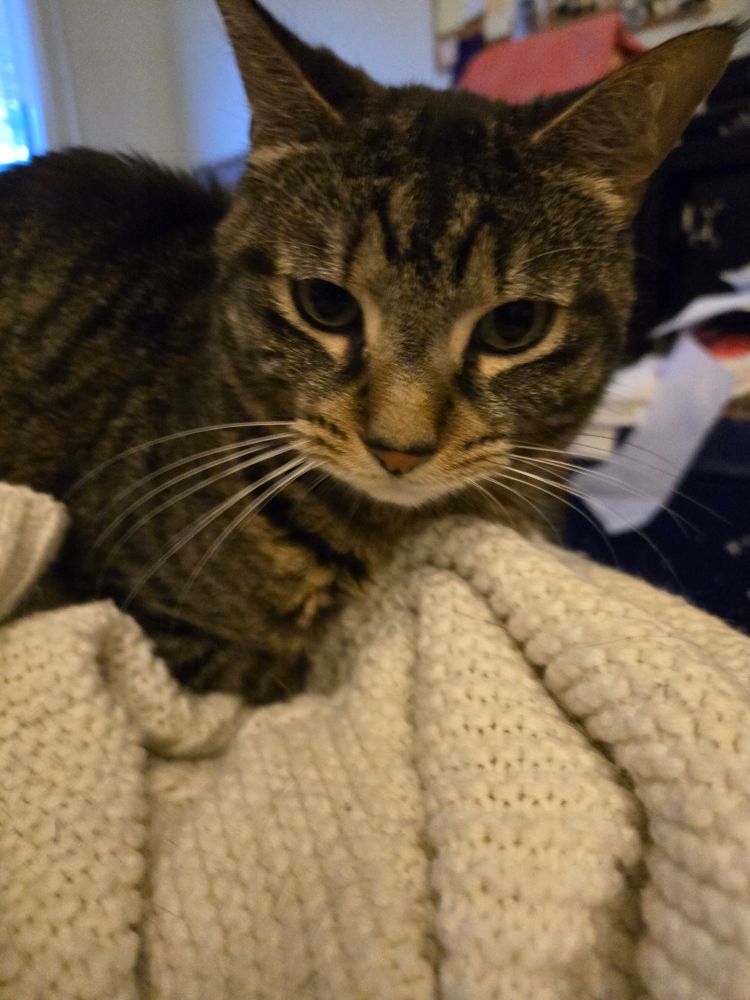 A brown tabby looks just below the camera, tucked into a white knitted blanket.