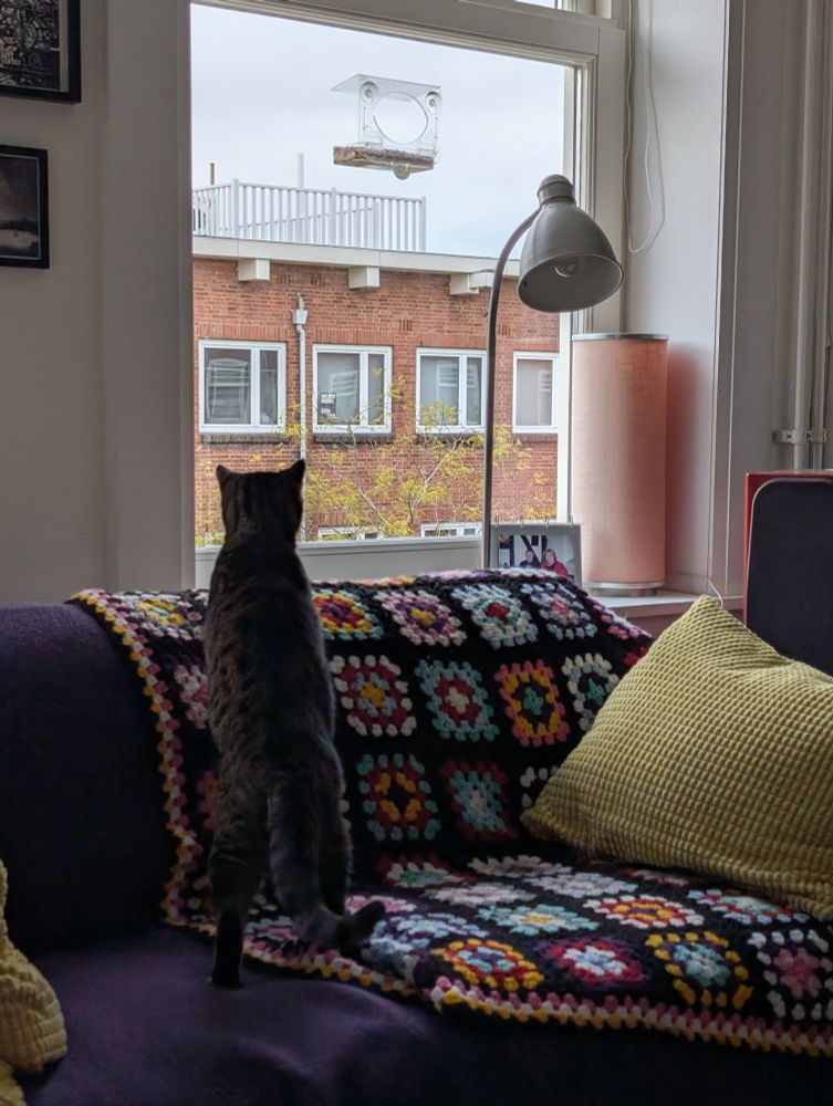 Droppie de cyperse kat op de bank voor het raam, met een gehaakt sprei en een geel kussen in actieve houding, omdat er een kauw op de vensterbank zat.