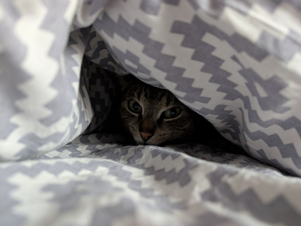 Blauwwit dekbed waar in het midden Droppie de cyperse kat onder vandaan ligt te gluren.