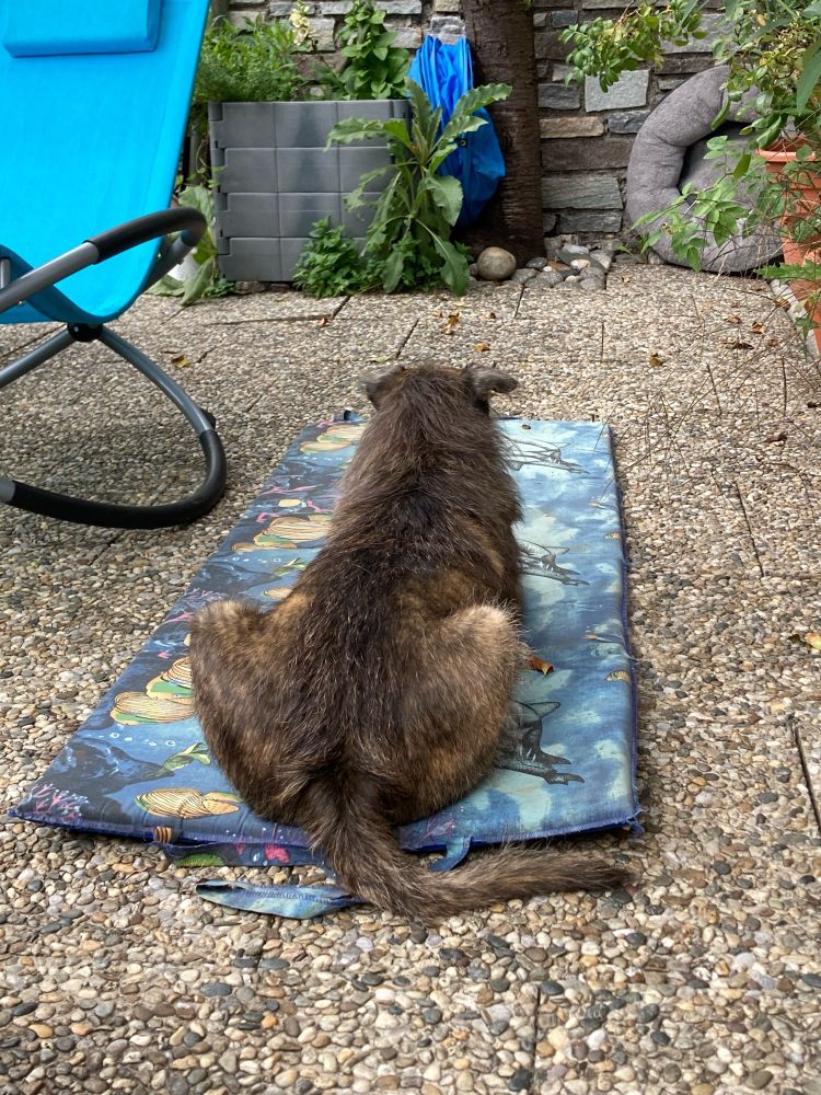 brown dog laying on a bleaching beach mat, contemplating the passing of time