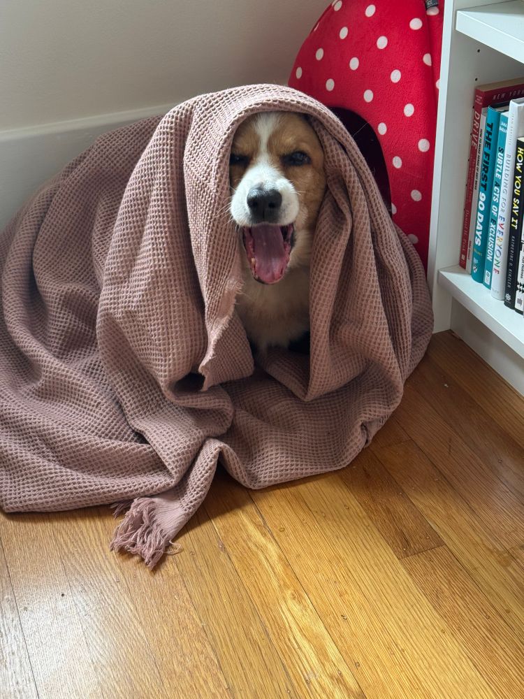 An elderly corgi sits wrapped up in a rose colored blanket. He has an open-mouthed smile and looks happy and friendly.