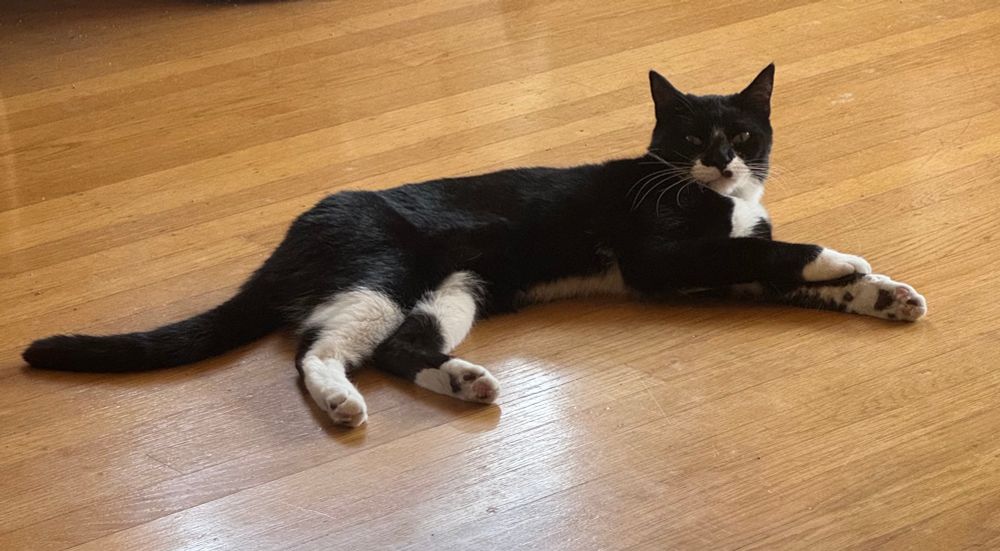 A black short haired cat with white patches on her legs and chest. She is reclining on a wood floor, squinting toward the camera. 