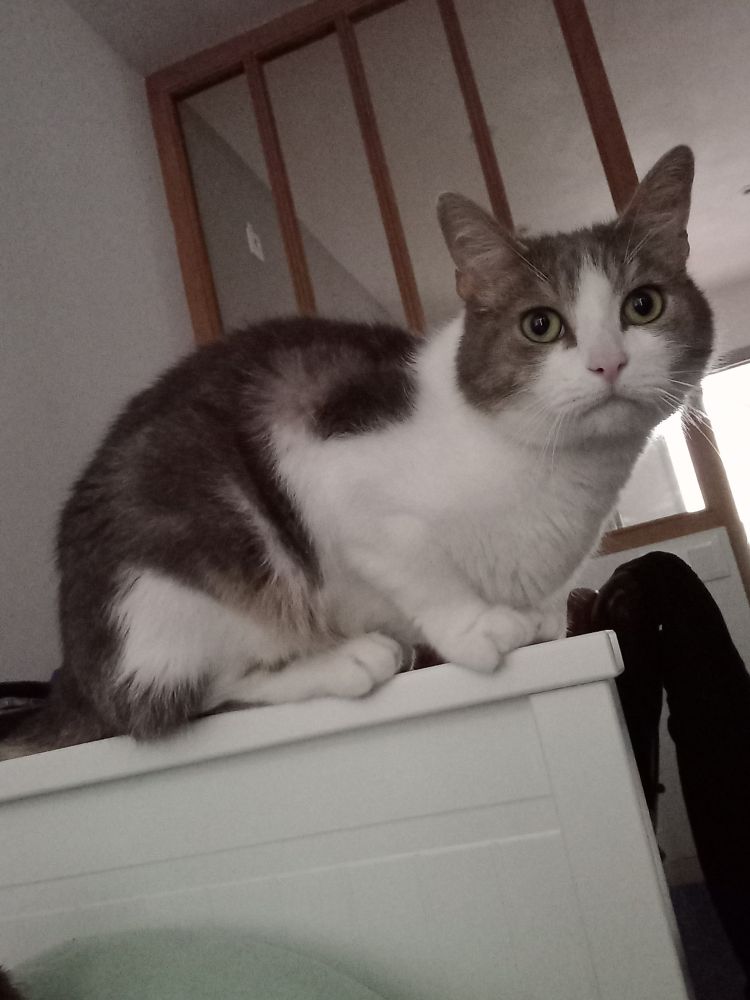 Picou, a white and brown tabby cat with green eyes, perches on the arm of a pullout couch. He looks like a fluffy gargoyle.