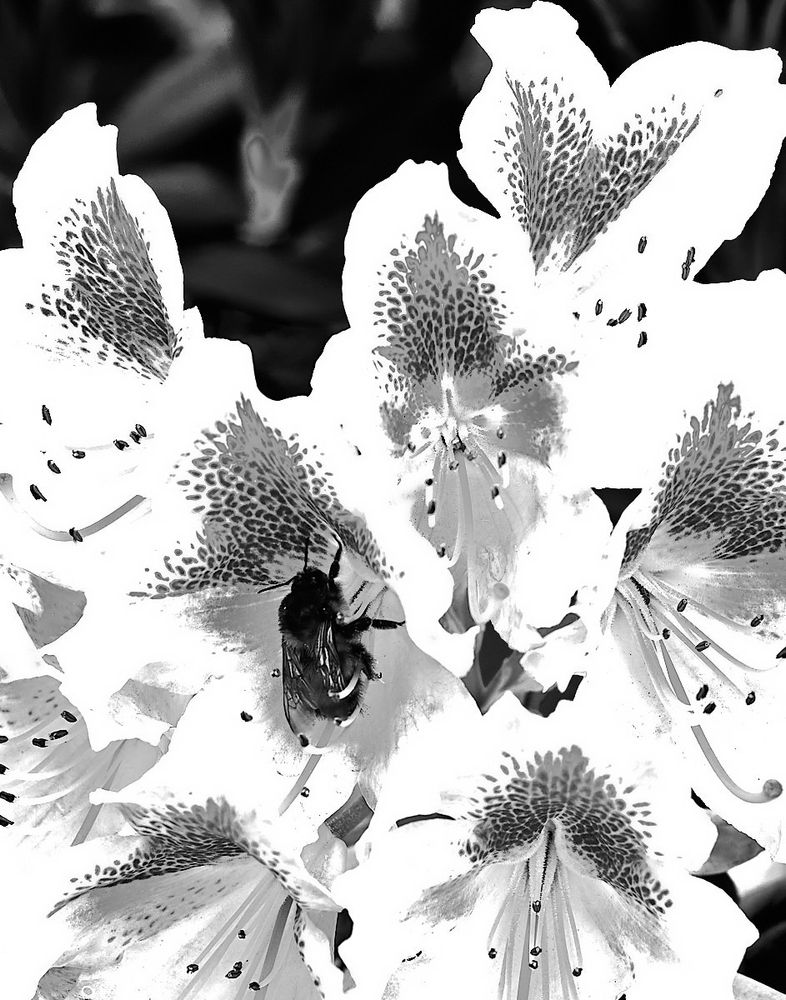 Rhododendrons processed in black and white using high contrast. There is a bee on one of the flowers.