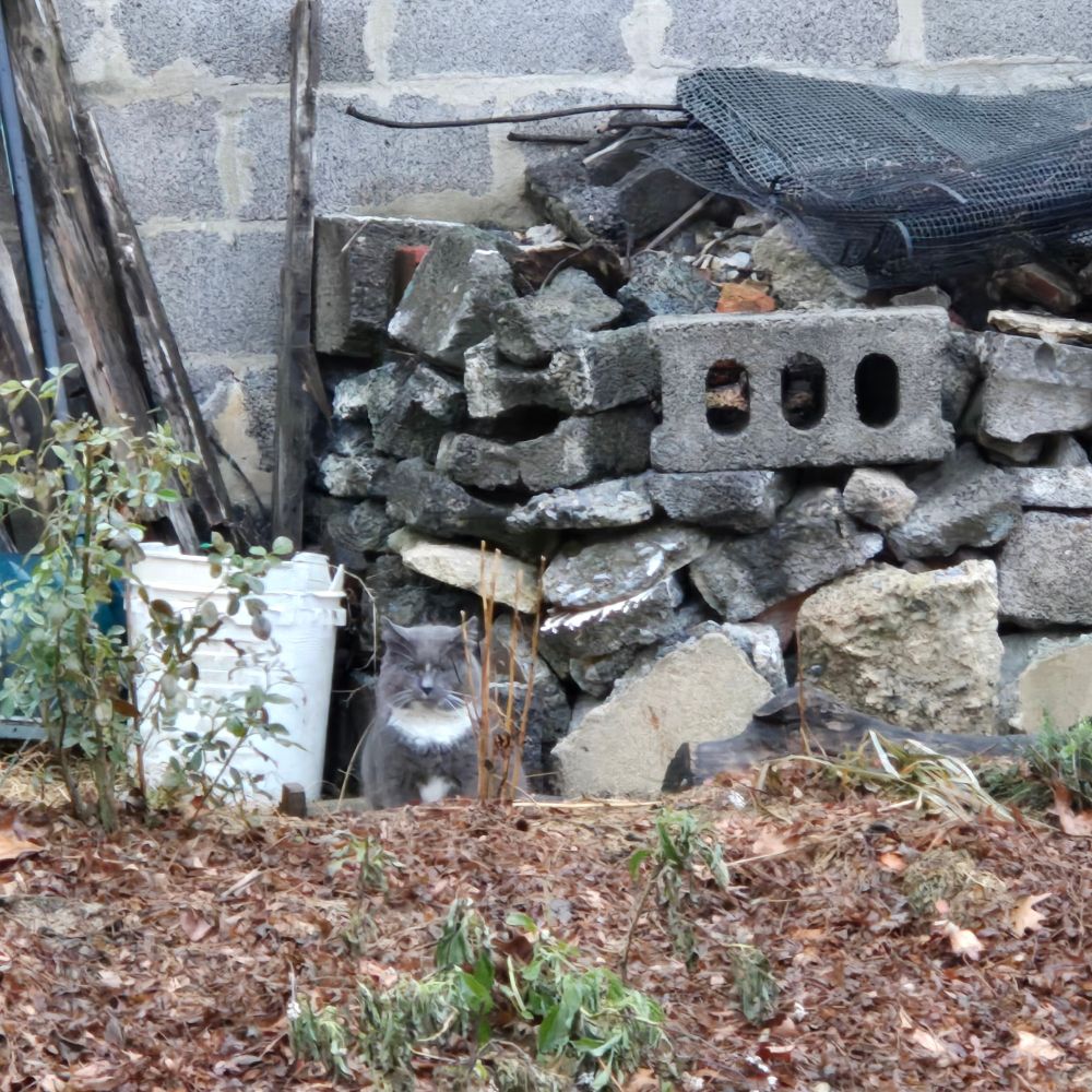 Grey medium haired tom cat in community garden