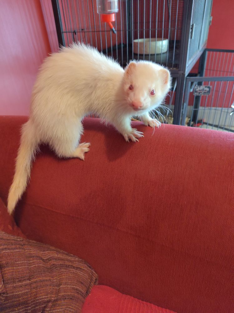 Albino ferret staring at the camera, clearly plotting how to pounce on it.