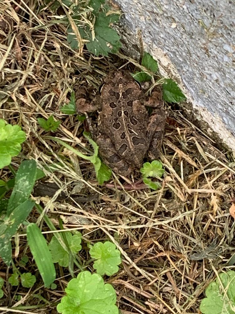 A fat brown toad in the grass.