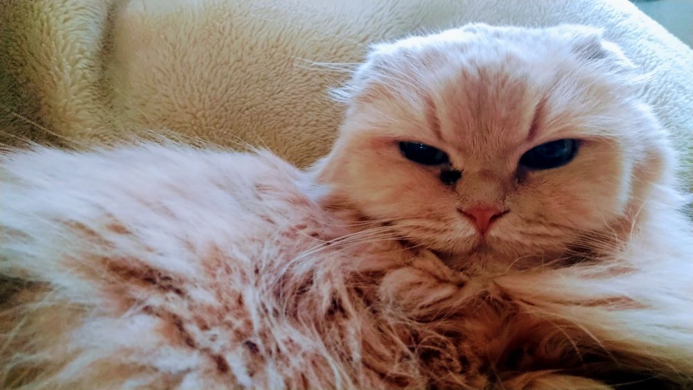 ねこ