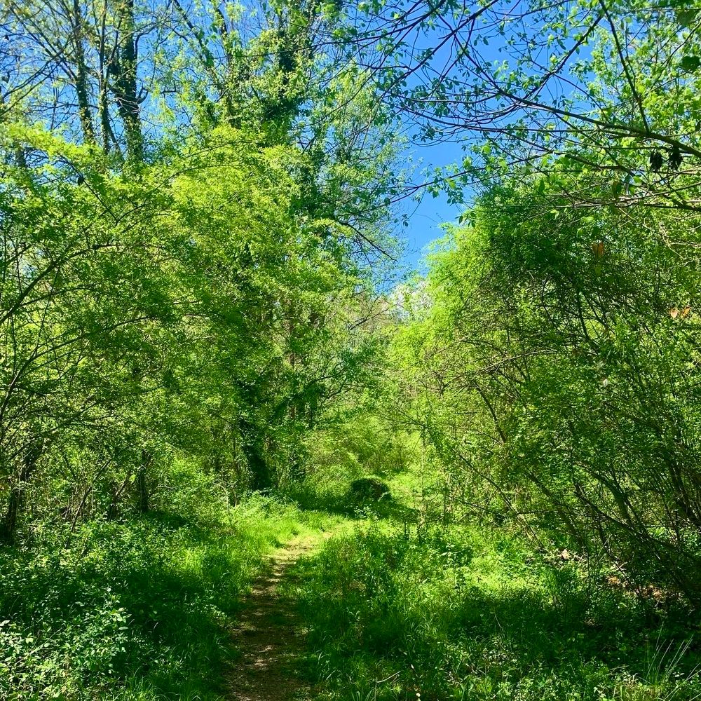 You are walking on a path in the woods. A lush, vibrant green scene broken up only by the dirt of the path and a bit of bright blue sky that pokes through the tree branches and leaves. The grass on either side of the path grows about a foot high, while the trees tower well over your head.