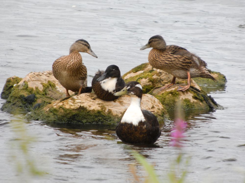 a photo of four ducks, waking up from napping. two of them are brown and the other two are black and white (two female Mallards, other two likely Mallard mixes)