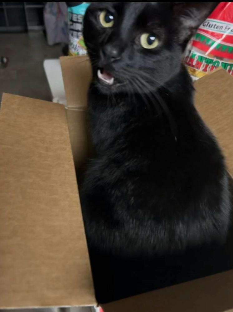 A black cat sitting in a cardboard box meowing