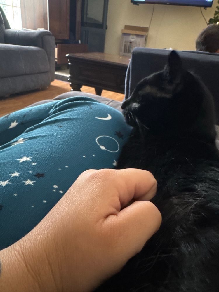 A black cat sitting on someone's lap