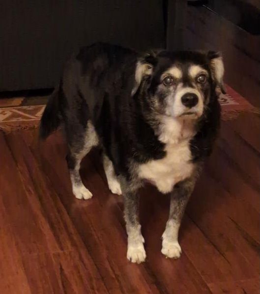 Lost dog, "Frank," black and white beagle/border collie mix.