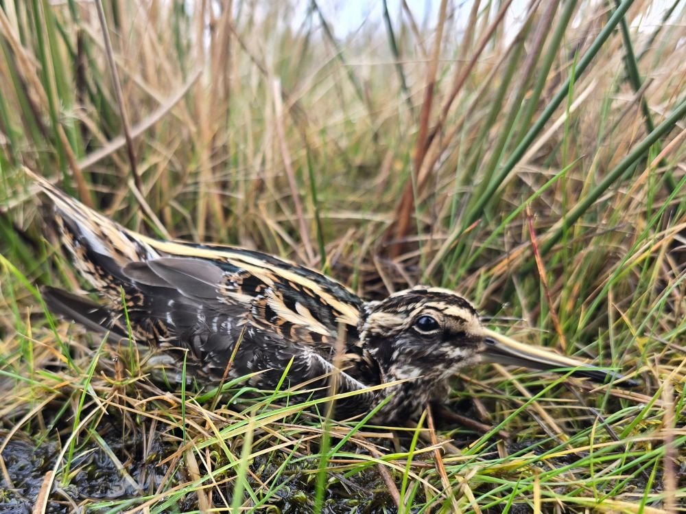 Jack Snipe