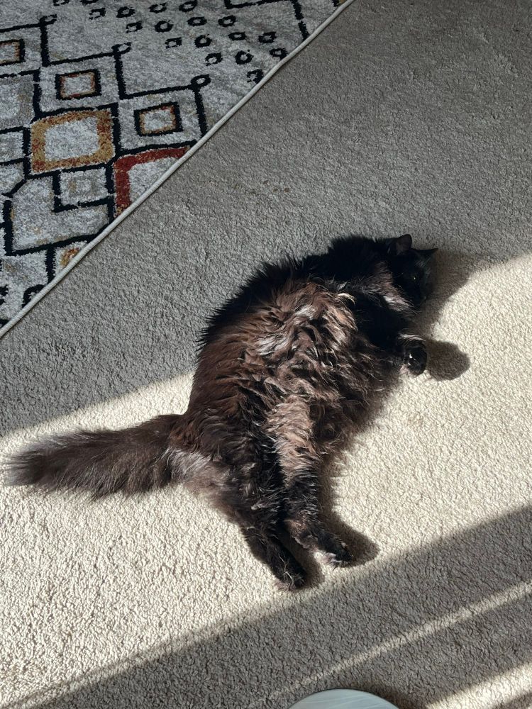 fluffy black cat sprawled on her side, toasting her belly floofs in a sunbeam