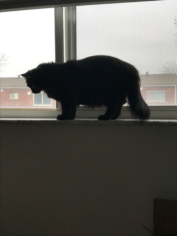 fluffy black cat standing on a windowsill in side-view silhouette against an overcast sky. she is so so short. like, basically the corgi of cats. 