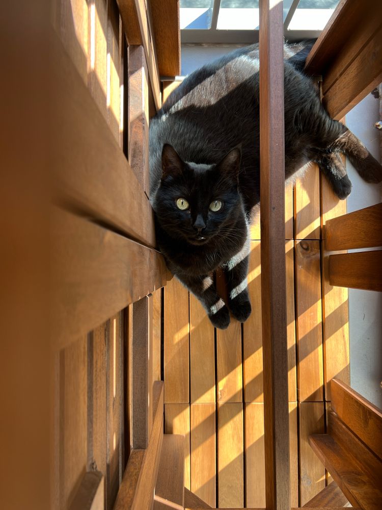 A large black cat, soot, sits on wooden tiles under a table, looking straight up at the camera. She is sitting politely, with her front paws together in front of her. 
