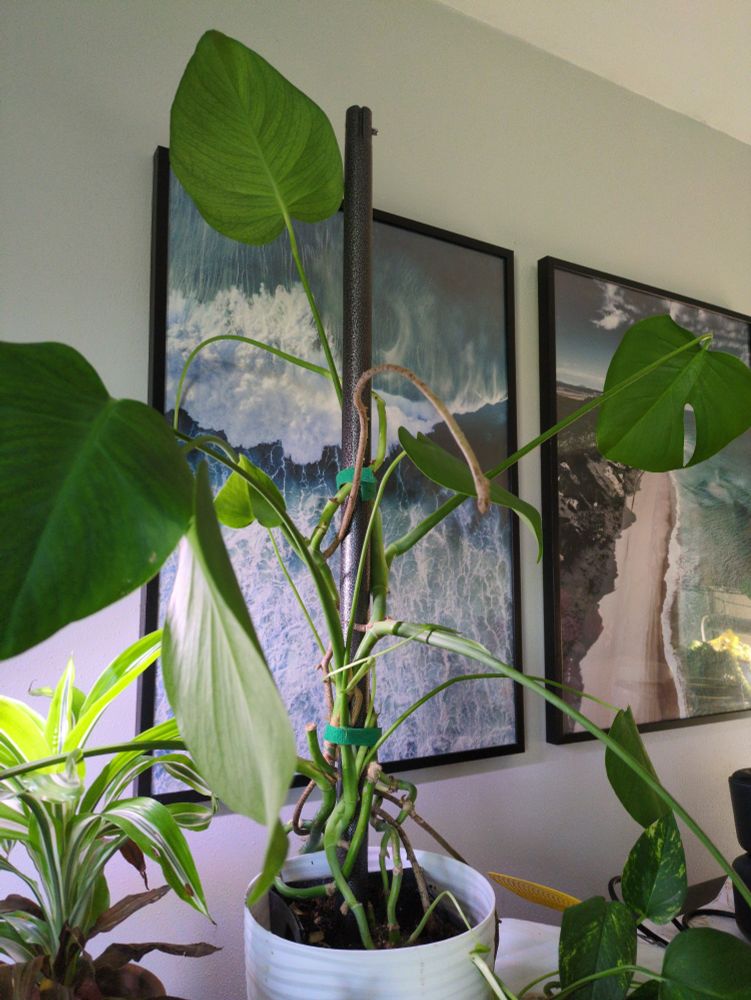 A beaten up monstera plant on a table surrounded by smaller plants. 