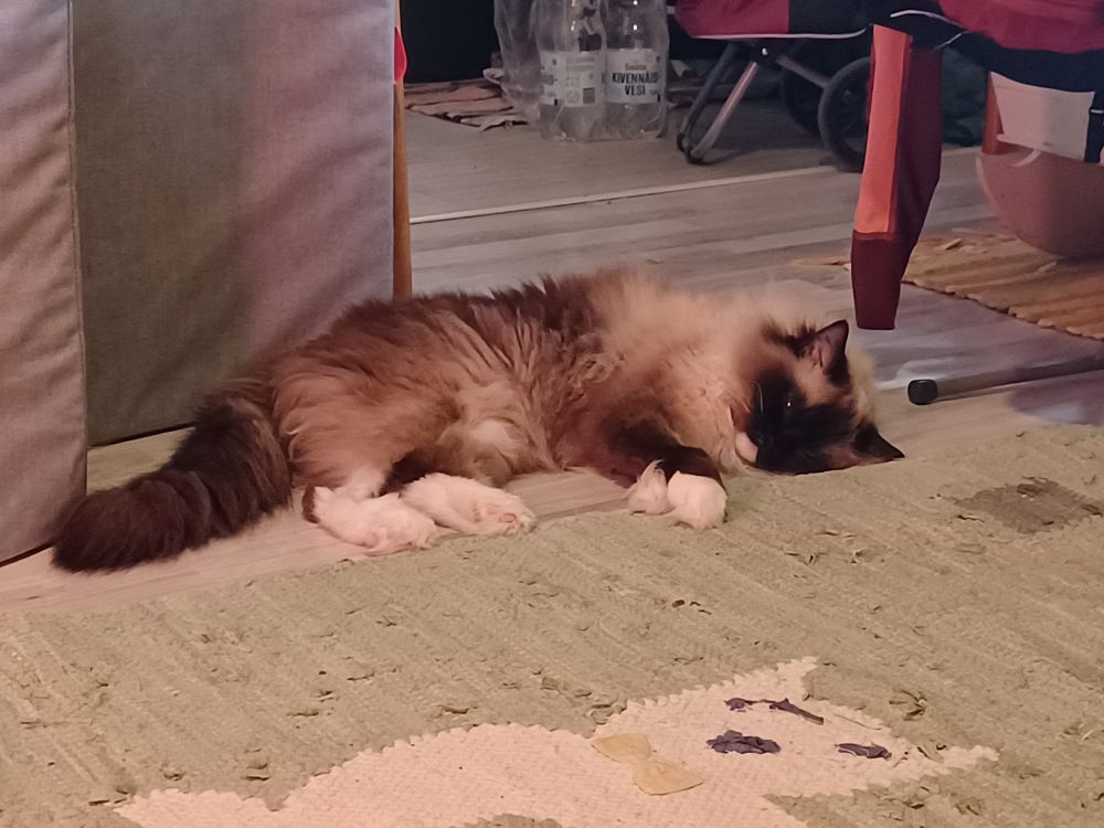 A ragdollcat sleeping on the floor, cute. One eye partly open. She has white socks. There's a green rug with a white cat wearing a yellow bowtie in front of her.