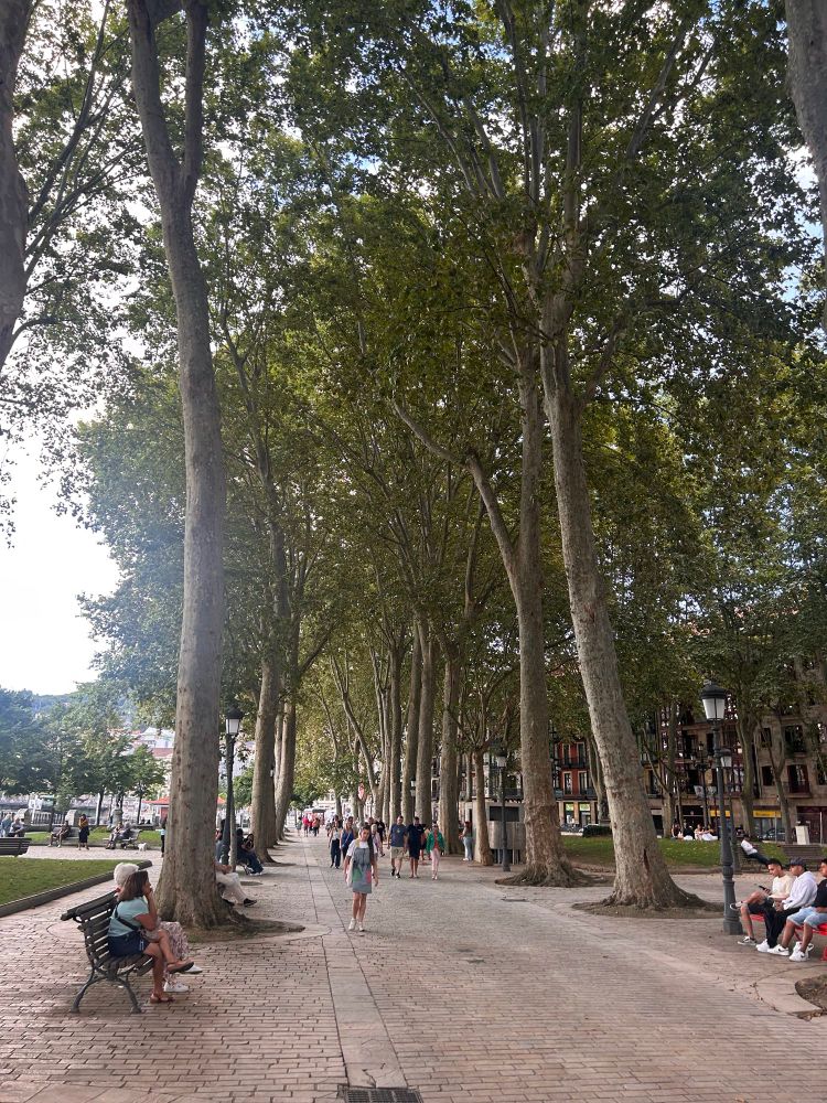 Tree-lined avenue in Bilbao