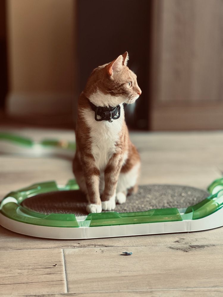 Ginger cat sat on scratch pad, surrounded by a plastic green ball track