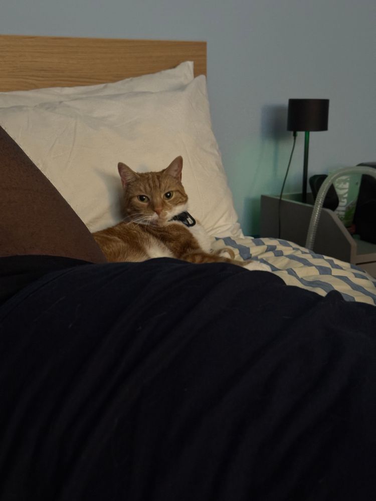 A ginger cat lying on a pillow staring directly at the camera